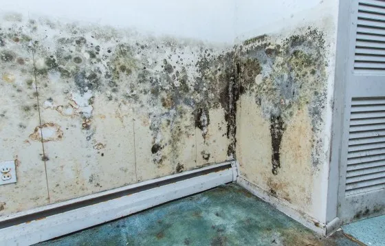 What's Growing in Your Walls Could Be Quietly Dismantling Your Health